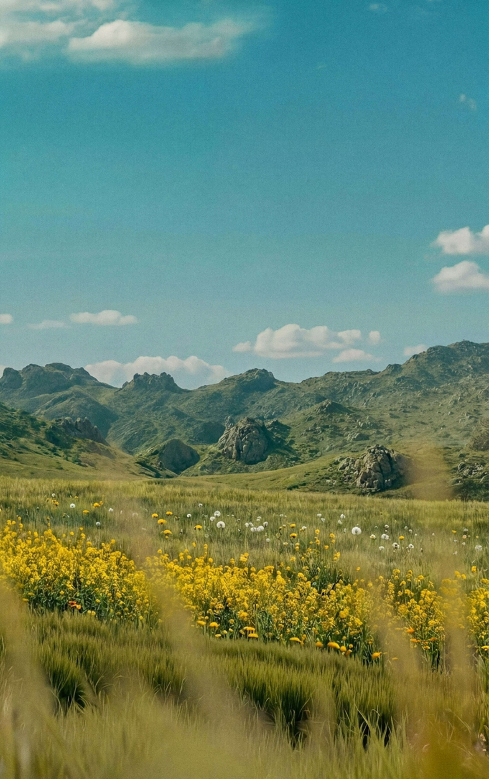 Open Field